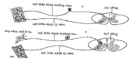 Hình 43 12 Sơ đồ cung phản xạ A Cung phản xạ hai neuron B Cung phản xạ ba neuron 1