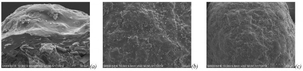 Hình 3 13 Hình ảnh SEM của a mặt cắt pellet bao b bề mặt pellet bao c bề mặt 1