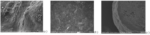 Hình 3 14 Hình ảnh SEM của a’ bề mặt pellet bao b’ bề mặt pellet bao c’ mặt 2