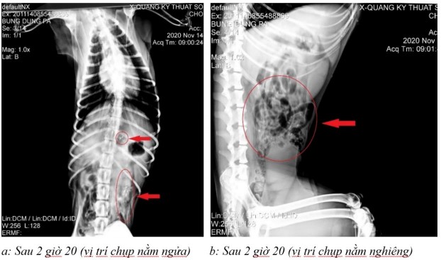 Hình 3 27 Hình ảnh X quang của chó 1 ở thời điểm a sau 2 giờ 20 ở vị trí nằm 5