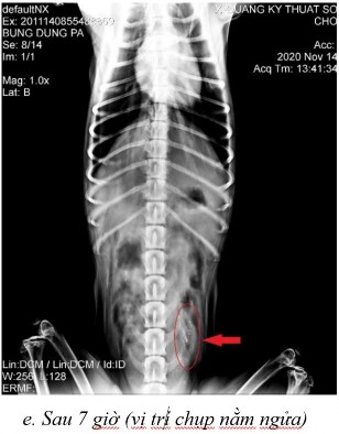 Hình 3 27 Hình ảnh X quang của chó 1 ở thời điểm a sau 2 giờ 20 ở vị trí nằm 7