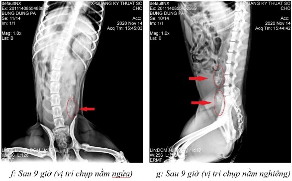 Hình 3 27 Hình ảnh X quang của chó 1 ở thời điểm a sau 2 giờ 20 ở vị trí nằm 8