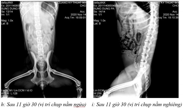 Hình 3 27 Hình ảnh X quang của chó 1 ở thời điểm a sau 2 giờ 20 ở vị trí nằm 9