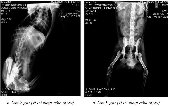 Phụ lục 5 2 Hình ảnh X quang chó 3 ở thời điểm a sau 2 giờ 15 ở vị trí nằm 10