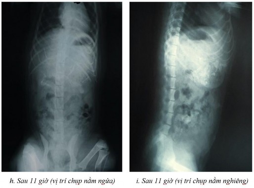 Phụ lục 5 1 Hình ảnh X quang chó 2 ở thời điểm a sau 2 giờ ở vị trí nằm 8