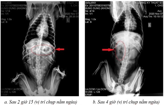 Phụ lục 5 2 Hình ảnh X quang chó 3 ở thời điểm a sau 2 giờ 15 ở vị trí nằm 9