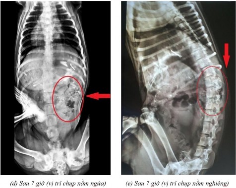 Phụ lục 5 3 Hình ảnh X quang chó 4 ở thời điểm a sau 2 giờ ở vị trí nằm 1