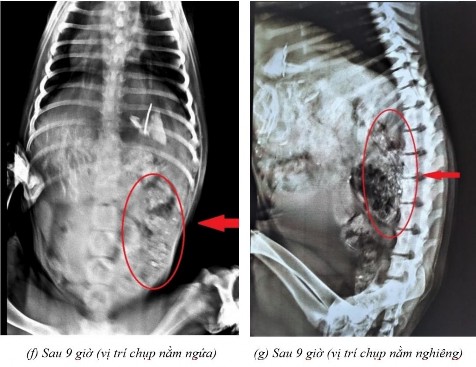 Phụ lục 5 3 Hình ảnh X quang chó 4 ở thời điểm a sau 2 giờ ở vị trí nằm 2