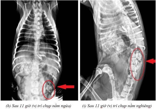 Phụ lục 5 3 Hình ảnh X quang chó 4 ở thời điểm a sau 2 giờ ở vị trí nằm 3