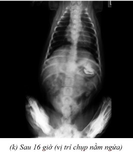 Phụ lục 5 3 Hình ảnh X quang chó 4 ở thời điểm a sau 2 giờ ở vị trí nằm 4