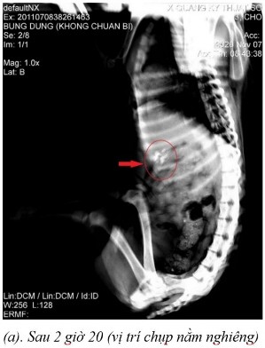 Phụ lục 5 4 Hình ảnh X quang chó 5 ở thời điểm a sau 2 giờ 20 ở vị trí nằm 5