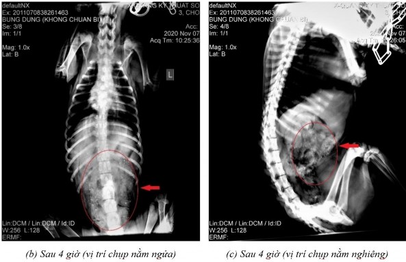 Phụ lục 5 4 Hình ảnh X quang chó 5 ở thời điểm a sau 2 giờ 20 ở vị trí nằm 6