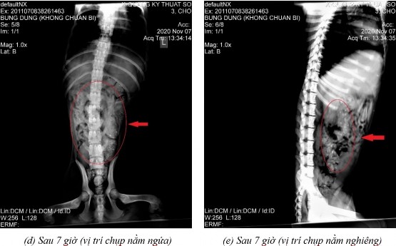 Phụ lục 5 4 Hình ảnh X quang chó 5 ở thời điểm a sau 2 giờ 20 ở vị trí nằm 7