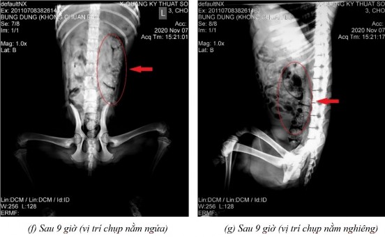 Phụ lục 5 4 Hình ảnh X quang chó 5 ở thời điểm a sau 2 giờ 20 ở vị trí nằm 8