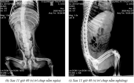 Phụ lục 5 4 Hình ảnh X quang chó 5 ở thời điểm a sau 2 giờ 20 ở vị trí nằm 9