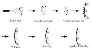 Hình 1 3 Cơ chế hình thành màng bao film  Các yếu tố ảnh hưởng đến quá 2