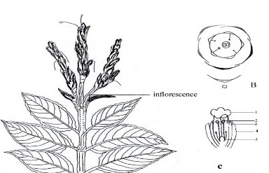 1 Tràng hoa 2 Nhị hoa 3 Đài hoa 4 Lá bắc 5 Bầu nhụy Hình 1 4 Hình vẽ mô tả vi 1