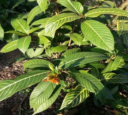 Hình 3 1 Hình ảnh cây Xăng xê ở Nam Định Cây bụi nhỏ cao khoảng 1 m thân màu 1