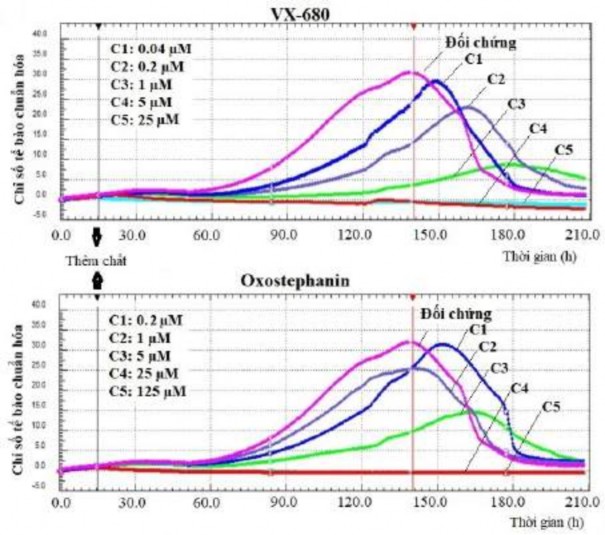 Hình 3 26 Ảnh hưởng của oxostephanin và VX 680 theo thời gian thực lên tế bào 46