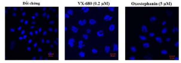 Hình 3 28 Hình ảnh nhân tế bào sau khi ủ với oxostephanin và VX 680 trong 48 giờ 48