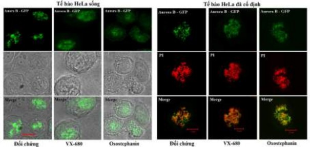 Hình 3 38 Ảnh hưởng của oxostephanin và VX 680 đến sự biểu hiện của Aurora 10