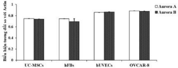 Hình 3 39 Ảnh hưởng của oxostephanin lên biểu hiện mRNA của kinase Aurora A và 11