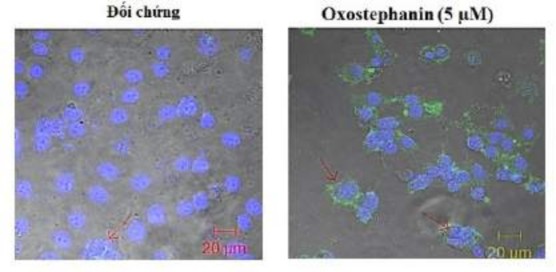 Hình 3 30 Oxostephanin gây ra quá trình apoptosis của tế bào OVCAR 8 Hình 3 31 Phân 2