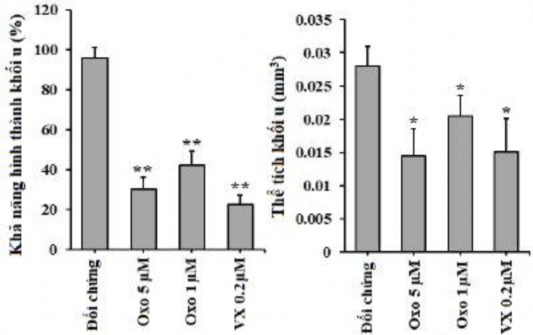 Hình 3 32 Khả năng hình thành và phát triển của khối u OVCAR 8 sau khi ủ với 4