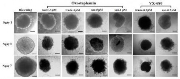 Hình 3 34 Hình thái của khối u được xử lý trong hai điều kiện Thanh tỷ lệ 6