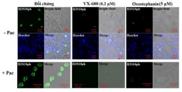 Hình 3 35 Ảnh hưởng của oxostephanin và VX 680 lên quá trình phosphoryl hoá của 7