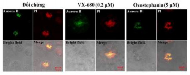 Hình 3 36 Ảnh hưởng của oxostephanin và VX 680 lên sự phân bố của Aurora kinase B 8