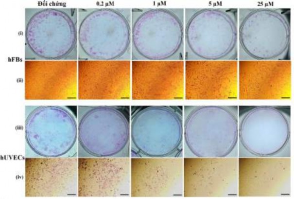 Hình 3 42 Oxostephanin ảnh hưởng đến sự hình thành và hình thái khuẩn lạc ở 2