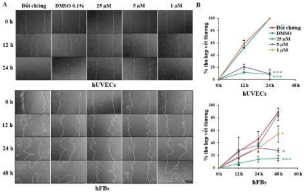 Hình 3 45 Oxostephanin ức chế sự di chuyển của hUVECs và hFBs thể hiện qua hình 5