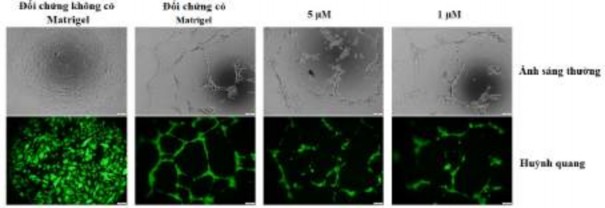 Hình 3 46 Ảnh hưởng của oxostephanin đến sự hình thành mạch của hUVECs Như 6