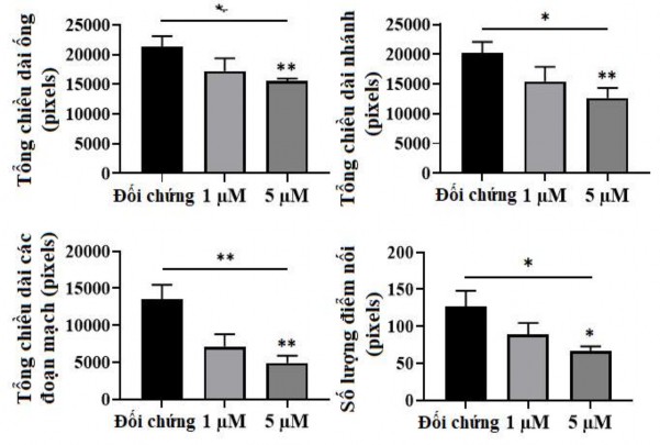Hình 3 47 Định lượng sự hình thành mạch khi cấy hUVECs trên Matrigel với sự có 7