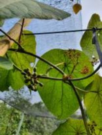 Tháng 4 2020 Tháng 7 2020 Tháng 9 2020 Tháng 10 2020 Hình 4 1 Hình ảnh cây củ dòm qua 1