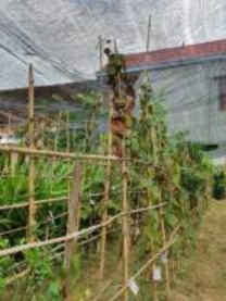 Tháng 4 2020 Tháng 7 2020 Tháng 9 2020 Tháng 10 2020 Hình 4 1 Hình ảnh cây củ dòm qua 2