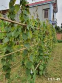 Tháng 9 2020 Tháng 10 2020 Hình 4 1 Hình ảnh cây củ dòm qua một số thời điểm 3