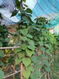 Tháng 9 2020 Tháng 10 2020 Hình 4 1 Hình ảnh cây củ dòm qua một số thời điểm 4