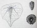 Một Số Đặc Điểm Hình Thái Loài Stephania Dielsiana Y. C. Wu [26]
