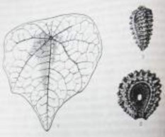 1 Lá 2 3 Hạt 28 1 Cành mang hoa quả 2 Hoa đực 3 Hoa cái 4 Hạt 2 Hình 1 1 Hình ảnh 1