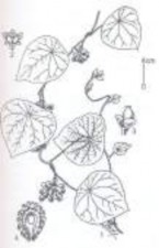 1 Lá 2 3 Hạt 28 1 Cành mang hoa quả 2 Hoa đực 3 Hoa cái 4 Hạt 2 Hình 1 1 Hình ảnh 2