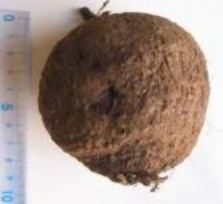 Củ Thân và lá Cụm hoa đực Cụm hoa cái Quả xanh Hạt Hình 1 2 Một số đặc 3