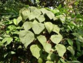 Củ Thân và lá Cụm hoa đực Cụm hoa cái Quả xanh Hạt Hình 1 2 Một số đặc 4