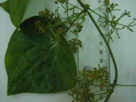 Cụm hoa đực Cụm hoa cái Quả xanh Hạt Hình 1 2 Một số đặc điểm hình thái 5