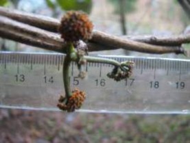 Cụm hoa đực Cụm hoa cái Quả xanh Hạt Hình 1 2 Một số đặc điểm hình thái 6