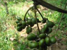 Quả xanh Hạt Hình 1 2 Một số đặc điểm hình thái loài Stephania dielsiana Y C Wu 7