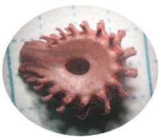 Quả xanh Hạt Hình 1 2 Một số đặc điểm hình thái loài Stephania dielsiana Y C Wu 8