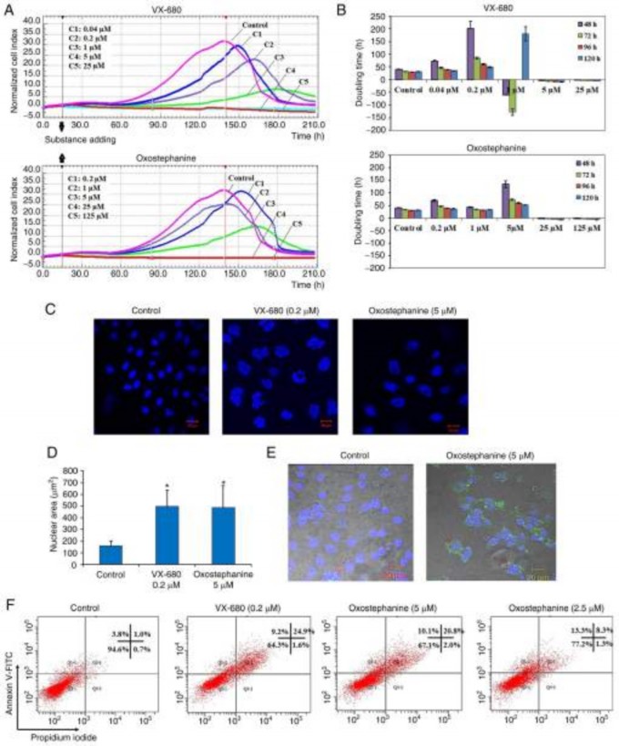Figure 1 A Real time analysis of OVCAR 8 cell proliferation following treatment with oxostephanine 1