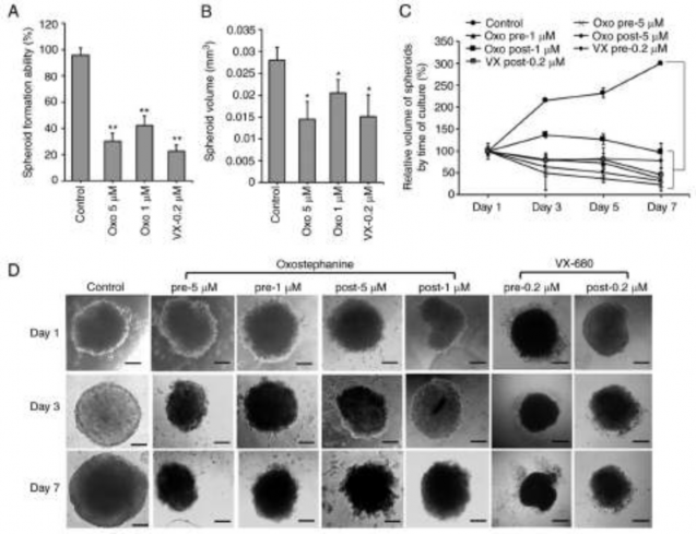 Figure 2 Oxostephanine inhibits the formation and growth of OVCAR 8 spheroids A Spheroid formation 2